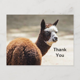 Cartão Postal Foto de Alpaca Marrom e Branco Animal Obrigado