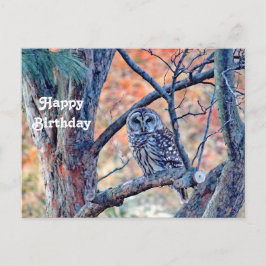 Cartão Postal Foto de aniversário da árvore do Owl Barrado da vi