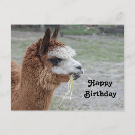 Cartão Postal Foto de aniversário de alpaca comendo feno