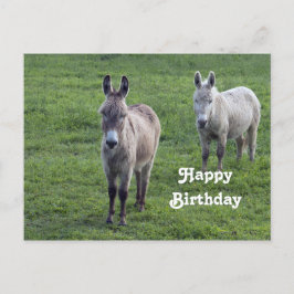 Cartão Postal Foto de aniversário de burro marrom bege