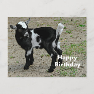 Cartão Postal Foto de aniversário de cabrito preto e branco fofo