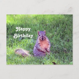 Cartão Postal Foto de Aniversário de Esquilo Selvagem Fofo