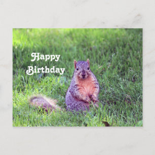 Cartão Postal Foto de Aniversário de Esquilo Selvagem Fofo