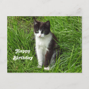 Cartão Postal Foto de aniversário de gatinho gato preto e branco