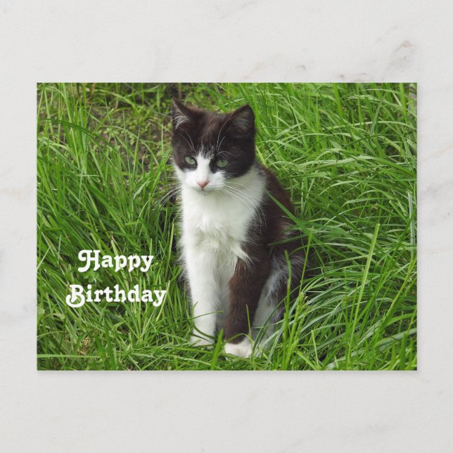 Cartão Postal Foto de aniversário de gatinho gato preto e branco (Frente)