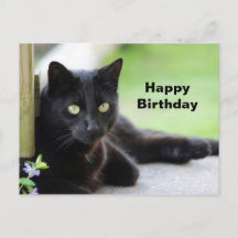 Foto de aniversário de gato preto bonito
