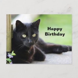 Cartão Postal Foto de aniversário de gato preto bonito