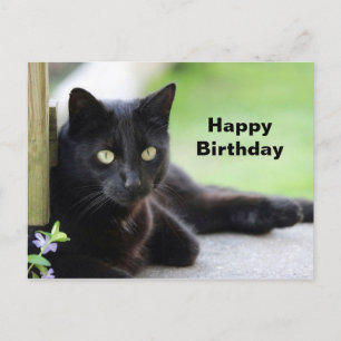 Cartão Postal Foto de aniversário de gato preto bonito