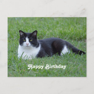 Cartão Postal Foto de Aniversário de Gato Preto e Branco de Tuxe