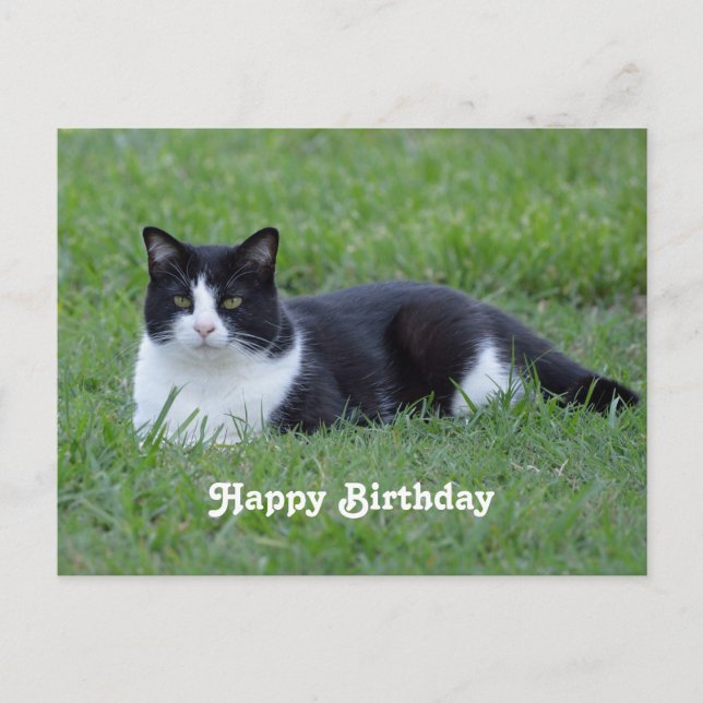 Cartão Postal Foto de aniversário de gato Tuxedo preto e branco  (Frente)