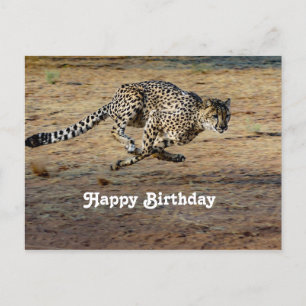 Cartão Postal Foto de Aniversário de Guepardo Correndo na Nature