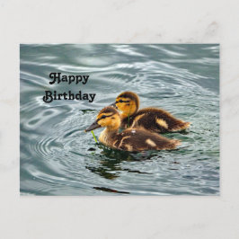 Cartão Postal Foto de Aniversário de Patinhos Fofos do Pato-real