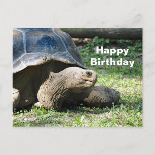 Cartão Postal Foto de Aniversário de Tartaruga da Vida Selvagem