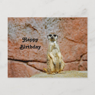Cartão Postal Foto de Aniversário de Vida Selvagem de Suricata