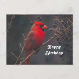 Cartão Postal Foto de aniversário do cardeal-vermelho da vida se