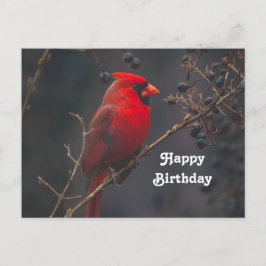 Cartão Postal Foto de aniversário do Cardinal Vermelho da vida s