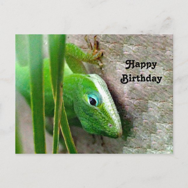 Cartão Postal Foto de aniversário do lagarto verde Carolina Anol (Frente)