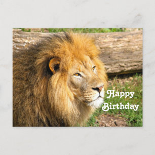 Cartão Postal Foto de Aniversário do Leão Africano Selvagem