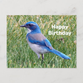 Cartão Postal Foto de aniversário do lindo pássaro azul da gralh