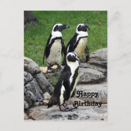 Cartão Postal Foto de aniversário do Pinguim Africano Selvagem