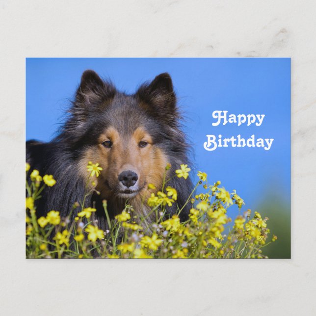 Cartão Postal Foto de aniversário floral de Sheltie (Frente)