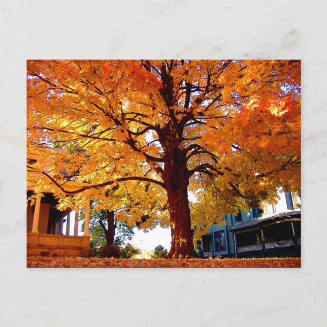 Cartão Postal Foto de Autumn Tree por Mark Edward Westerfield (Frente)