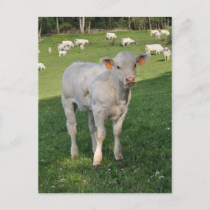 Cartão Postal foto de bezerro charolês branco