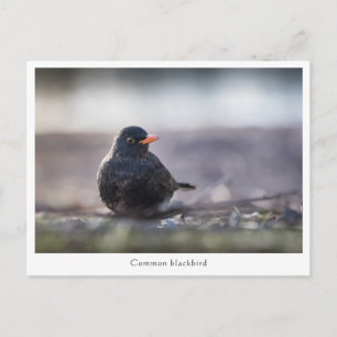 Cartão Postal Foto de Blackbird Nature
