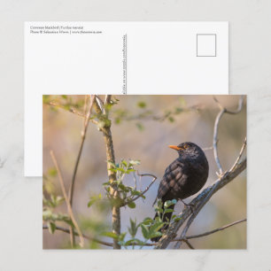 Cartão Postal Foto de Blackbird Nature