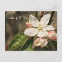 Foto de Blossomas de Maçã no Sol: "Pensando em Voc