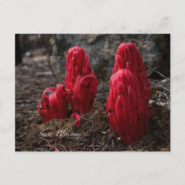 Cartão Postal Foto de Blossomas de Neve (Frente)