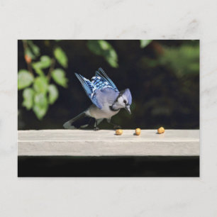 Cartão Postal Foto de Blue Jay Voadora