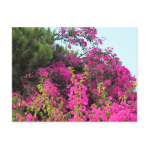 Foto de Bougainvillea Rosa Brilhante