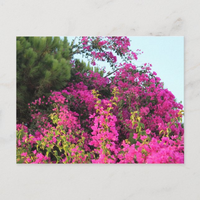 Cartão Postal Foto de Bougainvillea Rosa Brilhante (Frente)
