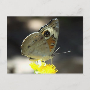 Cartão Postal Foto de Buckeye Butterfly em Yellow a Flower