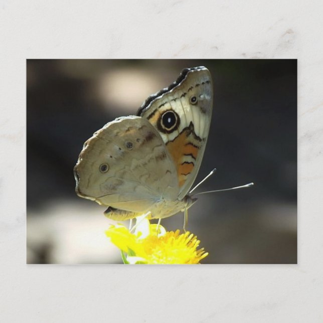 Cartão Postal Foto de Buckeye Butterfly em Yellow a Flower (Frente)