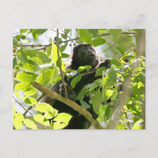 Cartão Postal Foto de Bugio na Selva