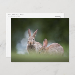 Cartão Postal Foto de Bunnies Wildlife
