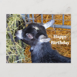 Cartão Postal Foto de cabrito preto fofo comendo feno de anivers