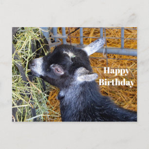 Cartão Postal Foto de cabrito preto fofo comendo feno de anivers