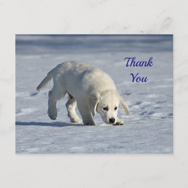 Cartão Postal Foto de cachorrinho branco fofinho na neve Obrigad (Frente)