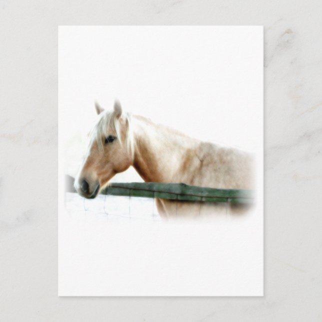 Cartão Postal Foto de Cavalo (Frente)
