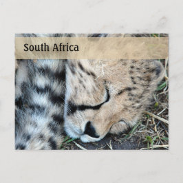 Cartão Postal Foto De Chita Dormindo