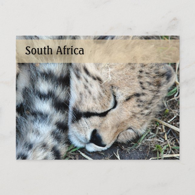 Cartão Postal Foto De Chita Dormindo (Frente)