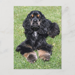 Cartão Postal Foto de Cocker Spaniel