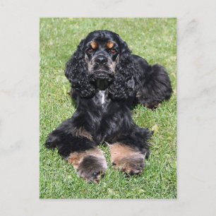 Cartão Postal Foto de Cocker Spaniel