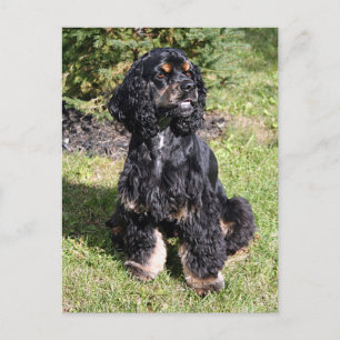 Cartão Postal Foto de Cocker Spaniel