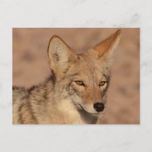 Cartão Postal Foto de coiote em Nevada