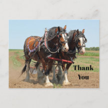 Foto de Criação de Cavalo Clydesdale Obrigado