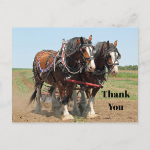 Cartão Postal Foto de Criação de Cavalo Clydesdale Obrigado
